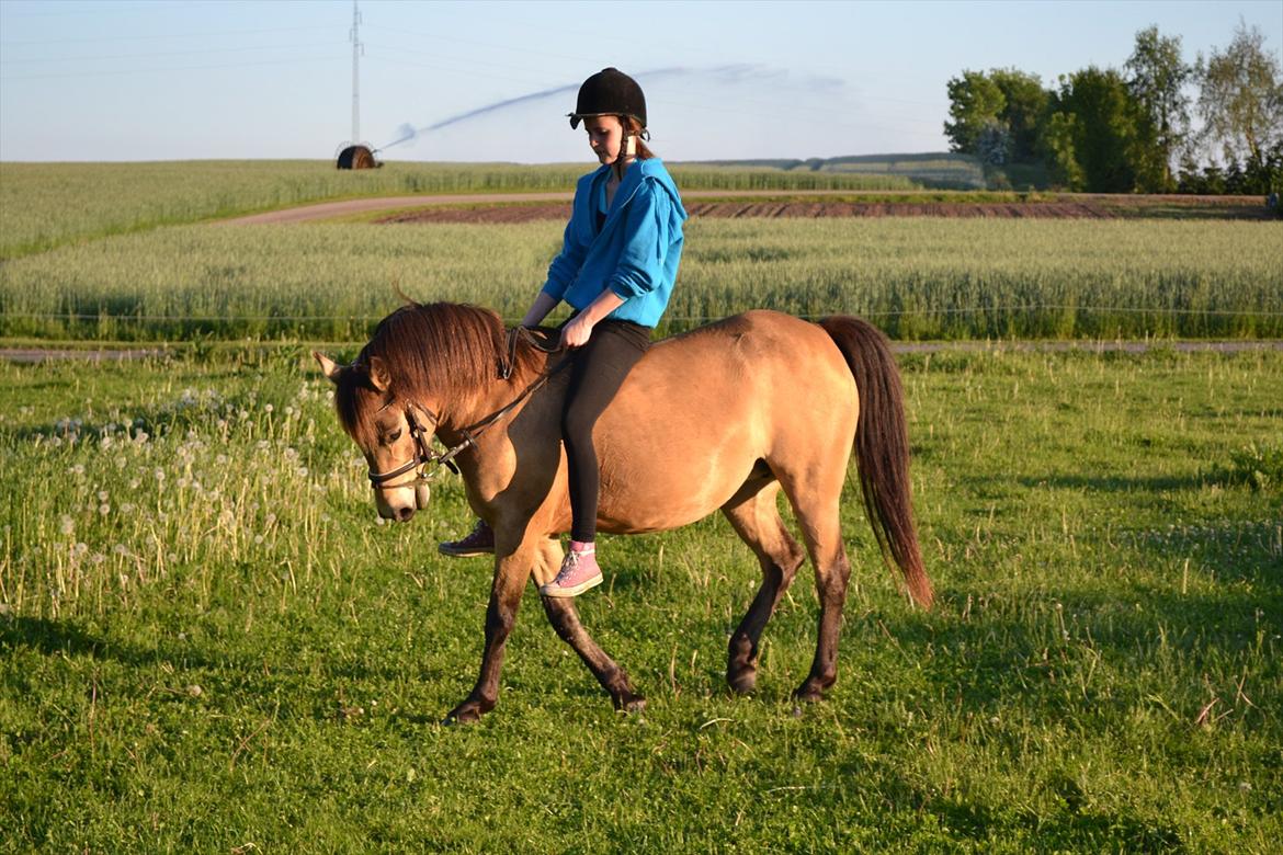 Anden særlig race Bonnie billede 10