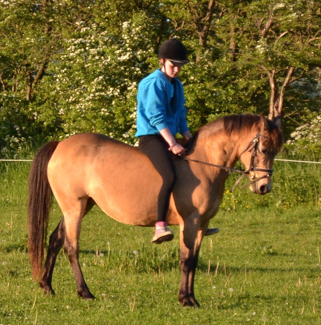 Anden særlig race Bonnie billede 11
