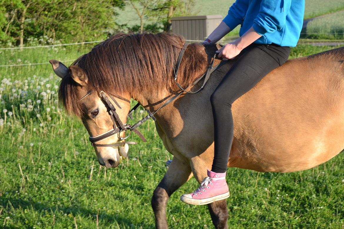 Anden særlig race Bonnie billede 12