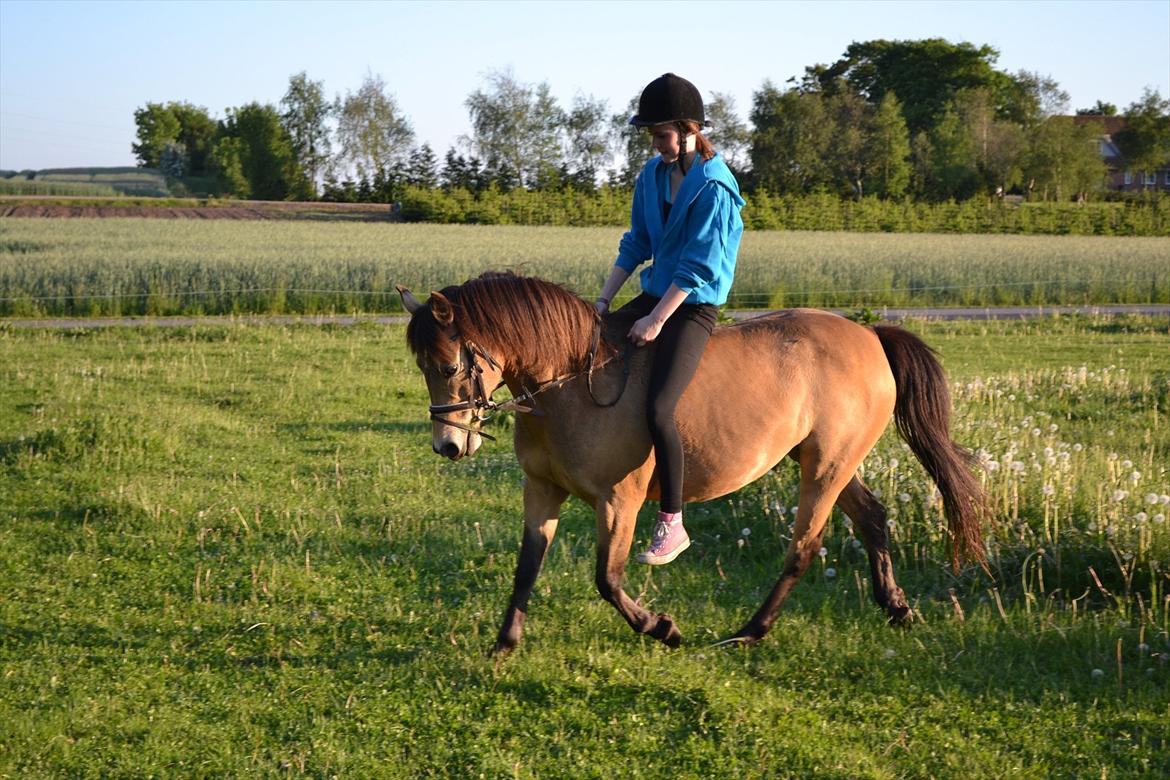 Anden særlig race Bonnie billede 13