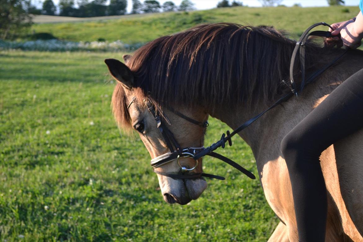 Anden særlig race Bonnie billede 14