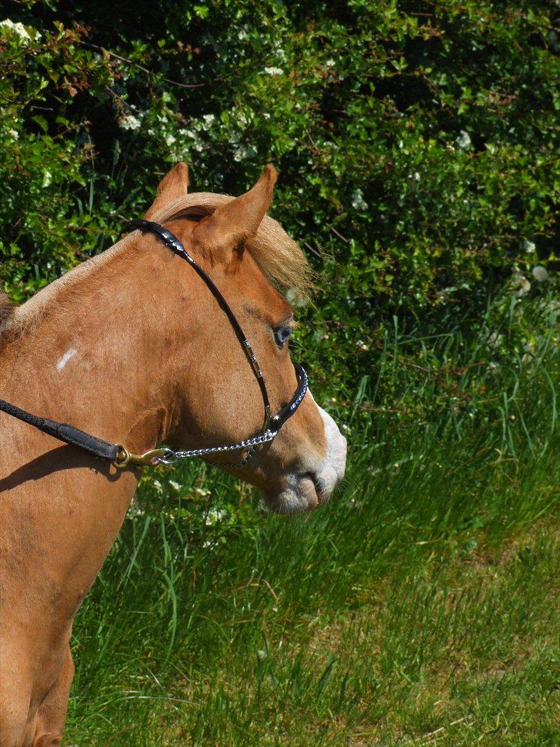 Amerikansk Miniature Søglimts LB Red Rose billede 9