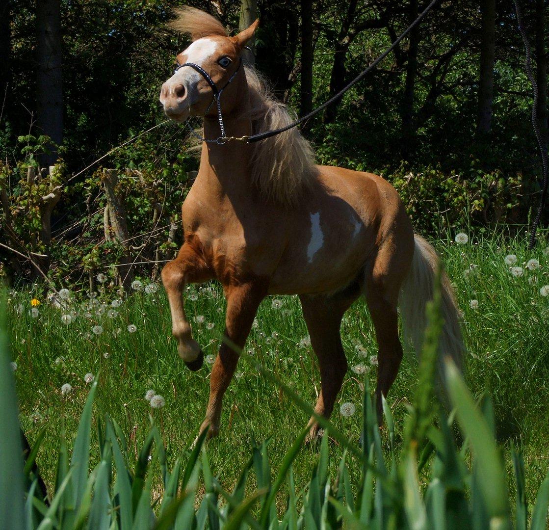 Amerikansk Miniature Søglimts LB Red Rose billede 10