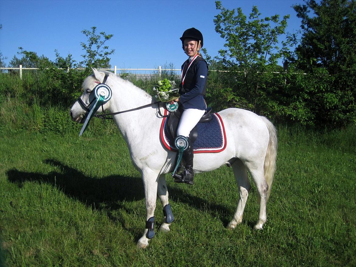 Irsk Sportspony Tigger Wallis - Nr. 3 til D-mesterskab for hold 2012.!  ♥♥ ☺ billede 5