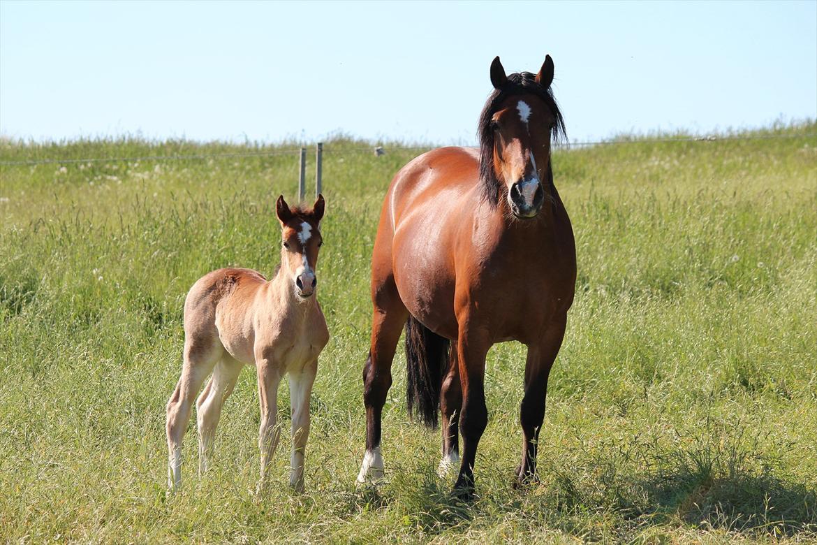 Welsh Cob (sec D) Tekens Zia  - Zia (13 dage gammel) og mor Zambuca  billede 18