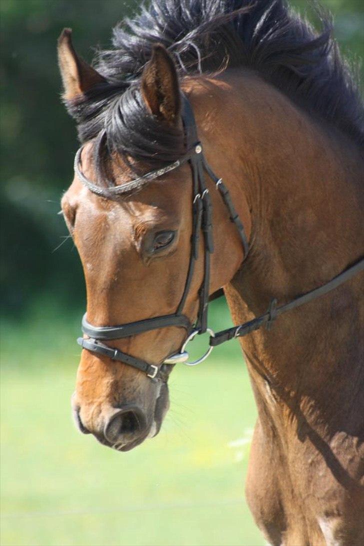 Dansk Varmblod Rts- Caligula - Caligula d. 26 maj 2012 billede 1