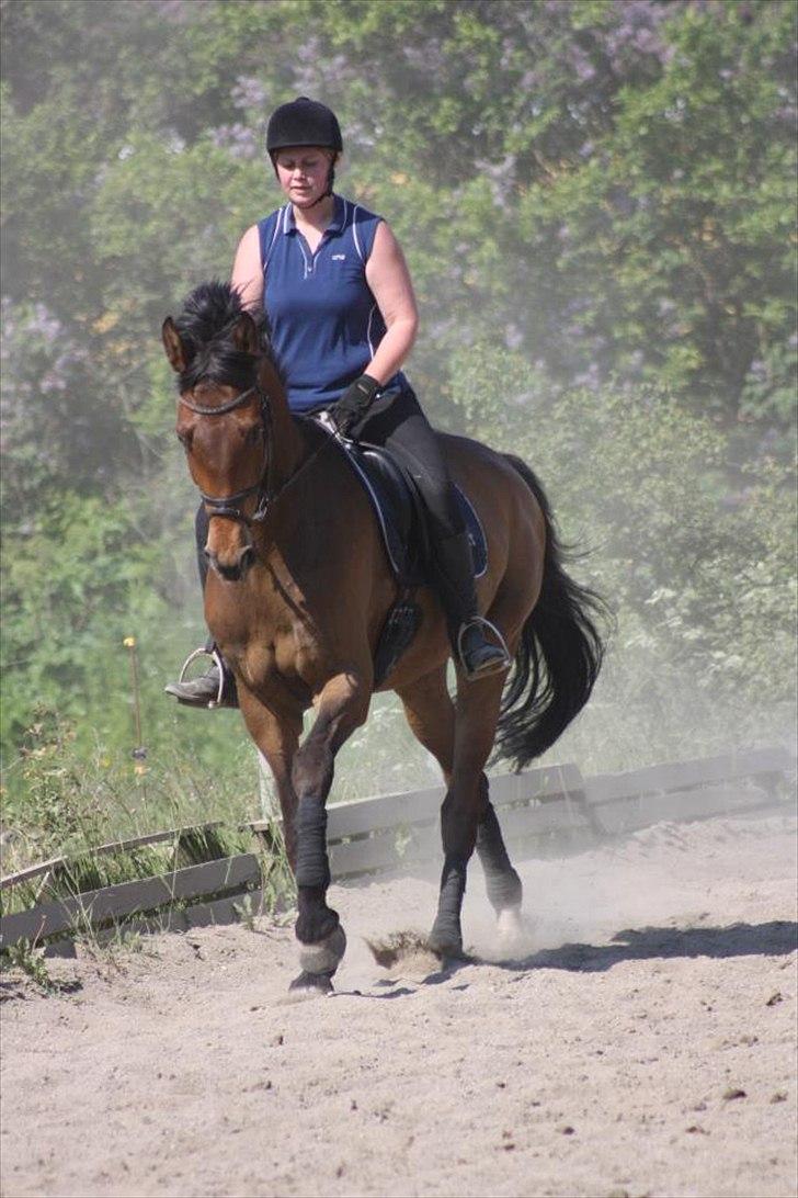 Dansk Varmblod Rts- Caligula billede 13