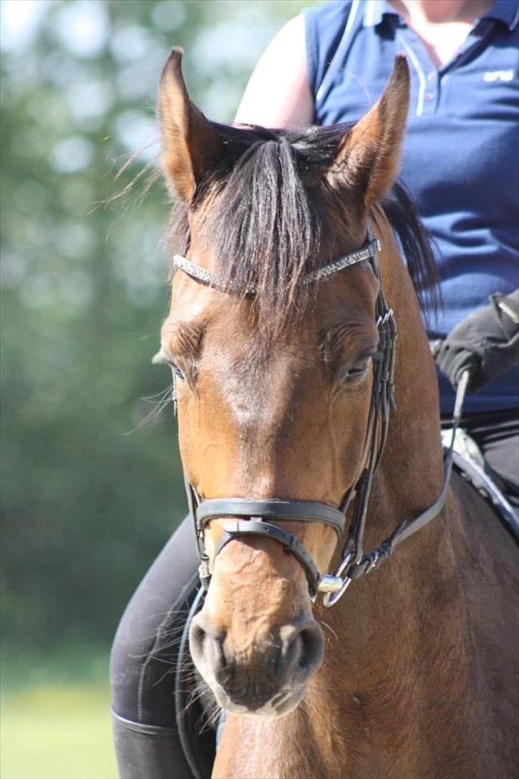 Dansk Varmblod Rts- Caligula billede 14