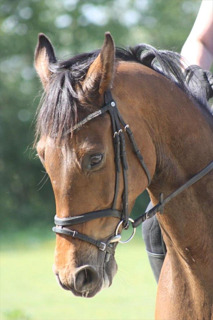 Dansk Varmblod Rts- Caligula billede 15