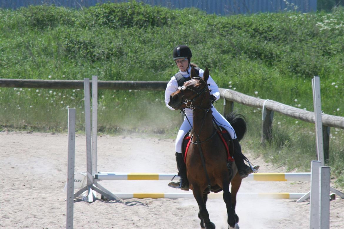 Anden særlig race Liesje - "Det er ikke svært at finde en, der kan få dig til at smile, og det er ikke svært at finde en, der kan få dig til at græde. Kunsten er at finde en, der kan få dig til at smile med tårer i øjnene."

Foto af - Bedstefar billede 7