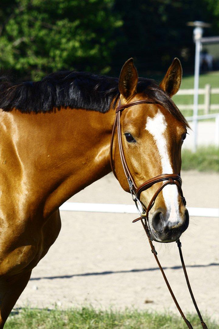 Dansk Varmblod Mulan *Lille Pigen* billede 21