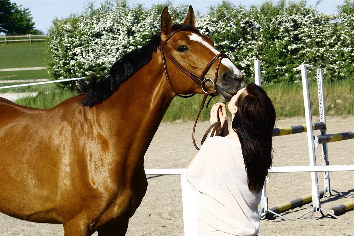 Dansk Varmblod Mulan *Lille Pigen* billede 24