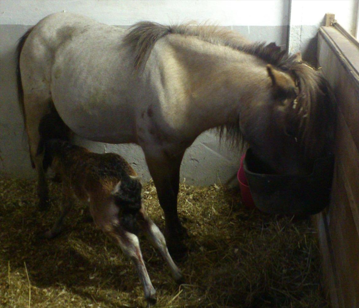 Belgisk Miniature Høgilds Kalua - Dier for første gang :D 26/5 billede 11