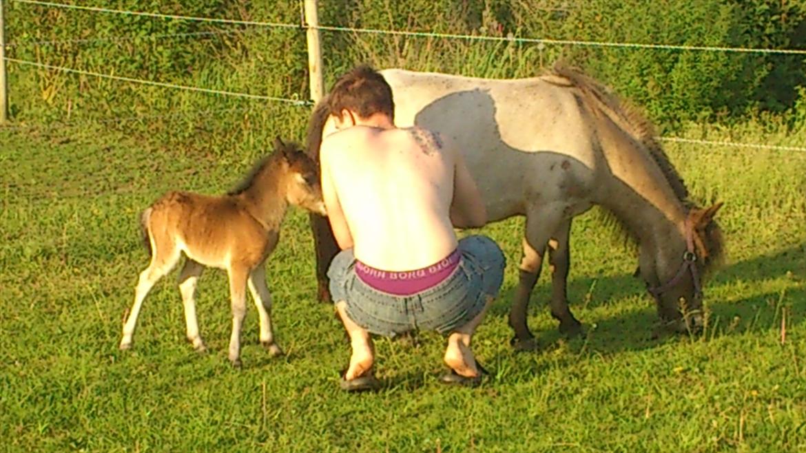 Belgisk Miniature Høgilds Kalua - Min mand hilser på Kalua :D 26/5 billede 12