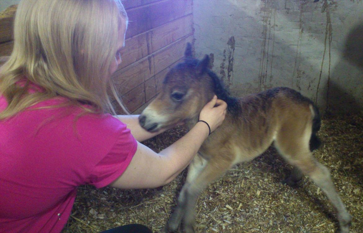 Belgisk Miniature Høgilds Kalua - Stine hilser ;) 26/5 billede 13
