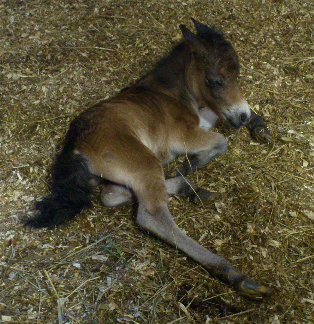 Belgisk Miniature Høgilds Kalua - Første lur efter fødslen :) 26/5 billede 5