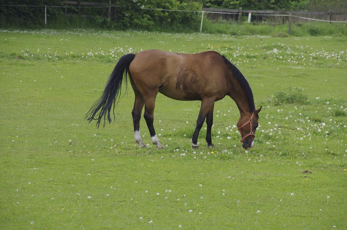Dansk Varmblod Jako's Attaman billede 11