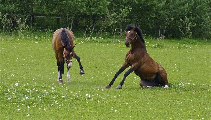 Dansk Varmblod Jako's Attaman billede 12