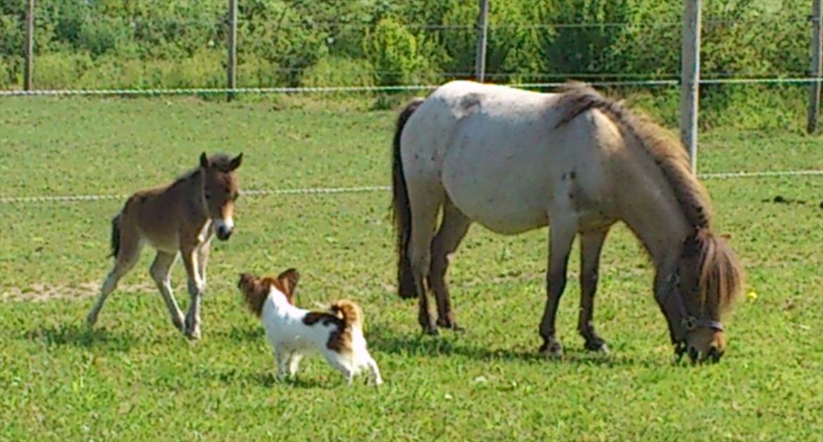 Belgisk Miniature Høgilds Kalua - Kalua hilser på min lille hund :) 27/5 billede 14