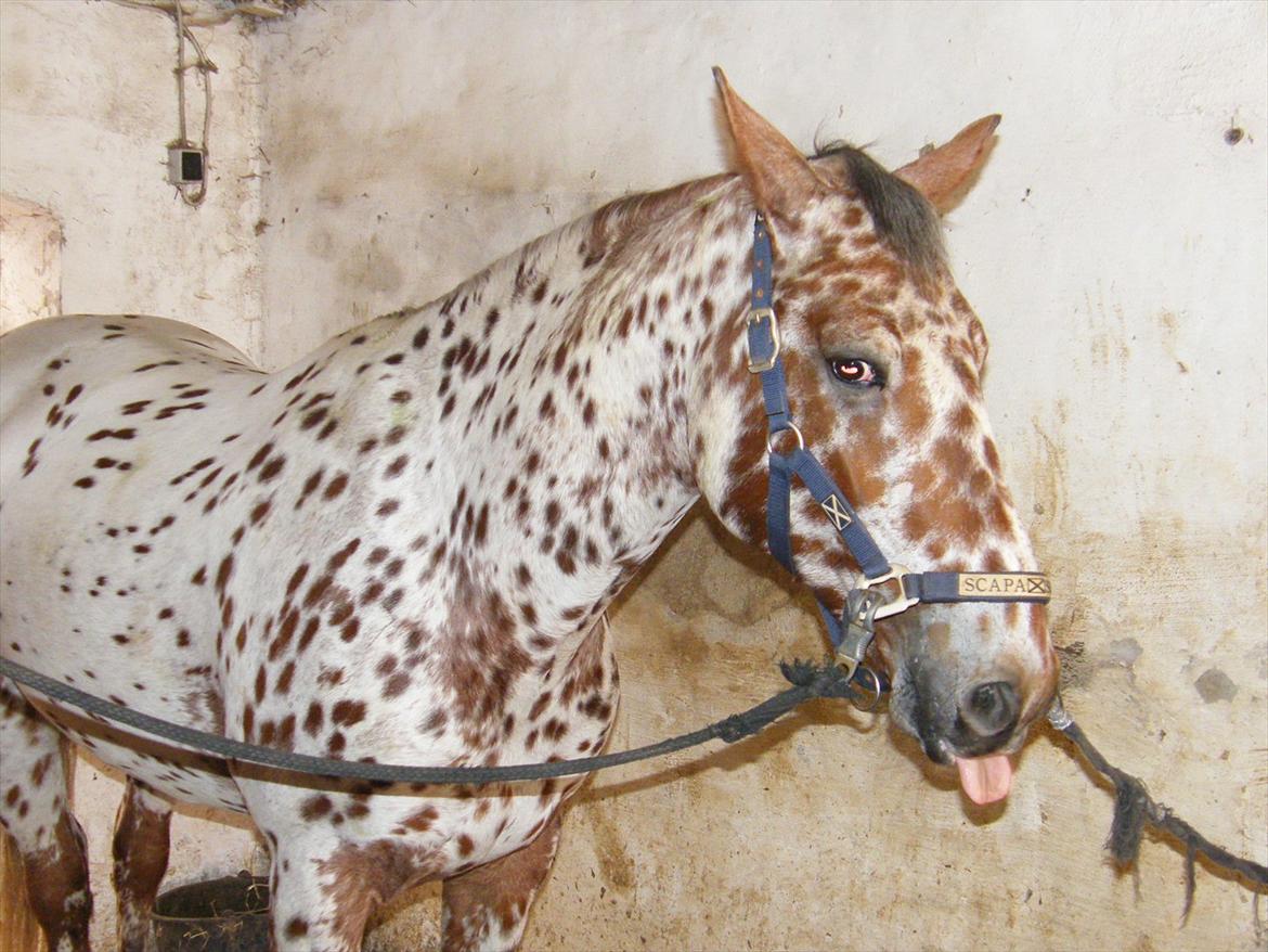 Knabstrupper Knud af Dutterup billede 5