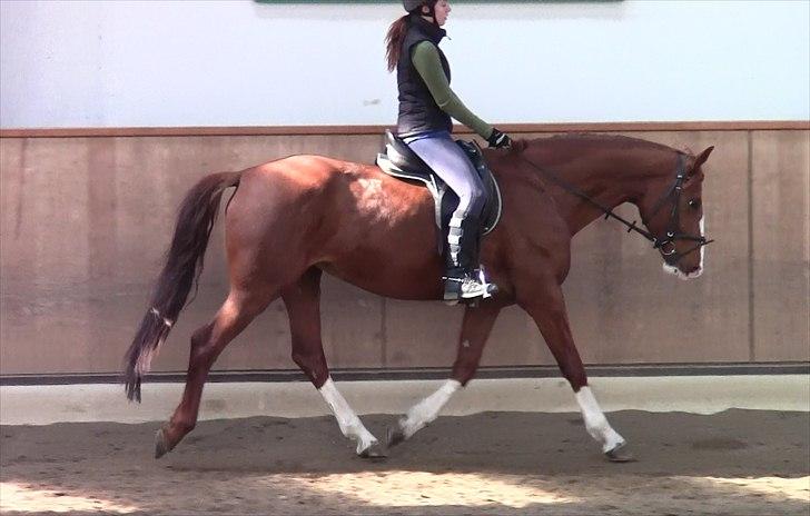 Frederiksborg Zaini Brentedal - hyggedressur med tøsen :-) billede 3