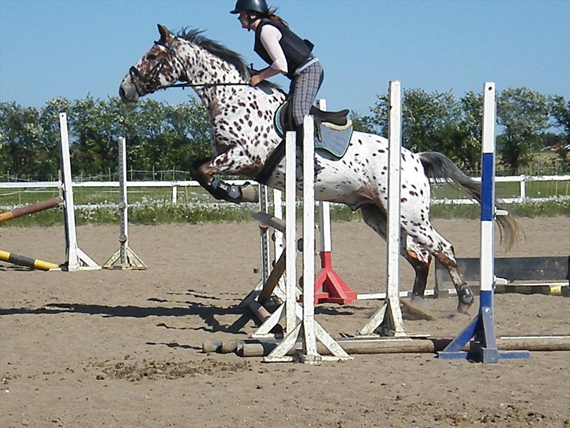Knabstrupper Knud af Dutterup billede 6