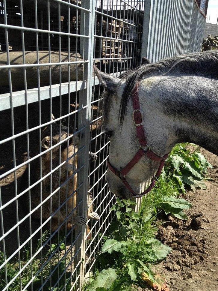 Welsh Mountain (sec A) Stampebakkens Nosey <3 - Nosey møder en vaskebjørn <3

27.05.2012 billede 6