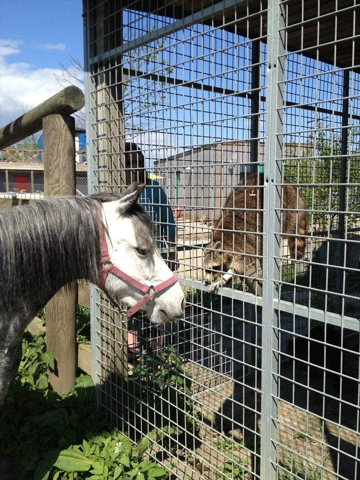 Welsh Mountain (sec A) Stampebakkens Nosey <3 - Nosey og vaskebjørn :-) 

27.05.2012 billede 9