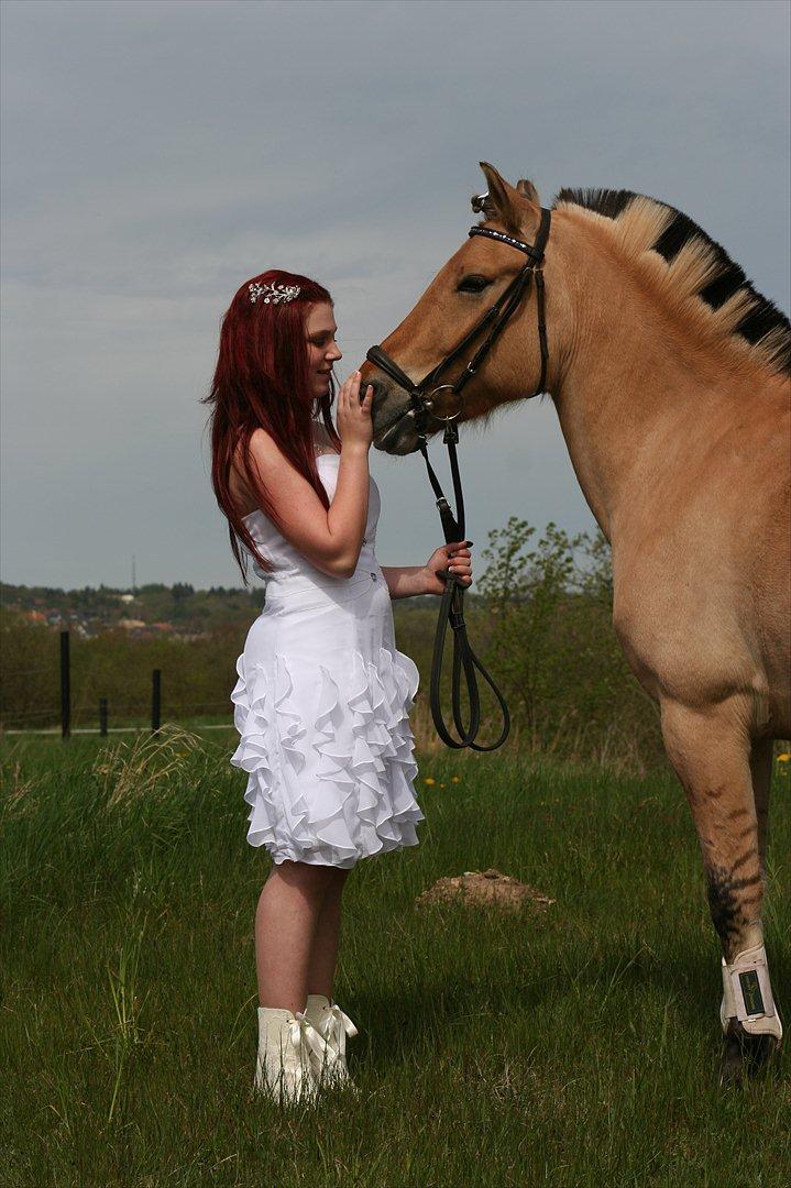 Fjordhest Ronaldo - Konfirmation 4. maj 2012
Fotograf: Bjarne :) billede 17