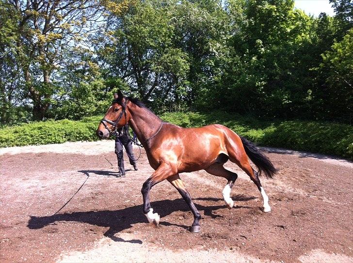 Dansk Varmblod Ruder Es Havdal - Ruder bliver longeret her i en super fin trav billede 15