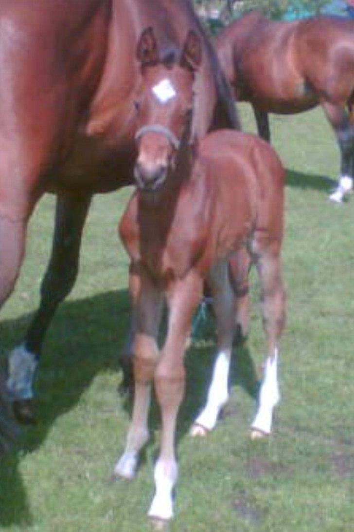Dansk Varmblod Ruder Es Havdal - Ruder Es som 2 måneder gammel, med sin fine stjerne  billede 10