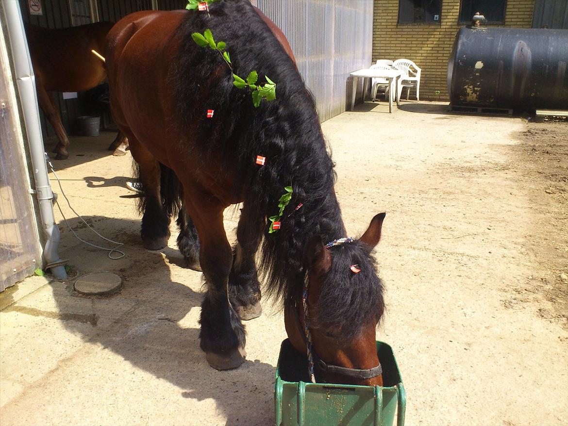 Belgier Stenholmgårds Jeppe billede 7
