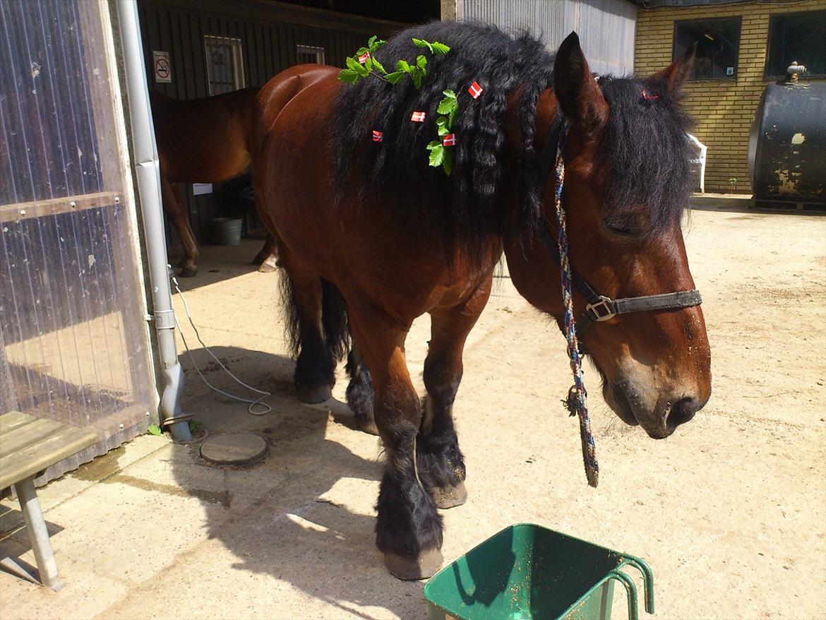 Belgier Stenholmgårds Jeppe billede 8