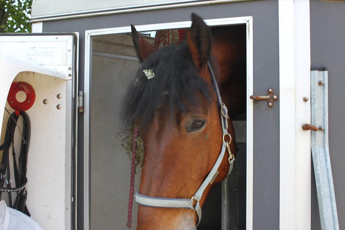 Belgier Stenholmgårds Jeppe billede 9