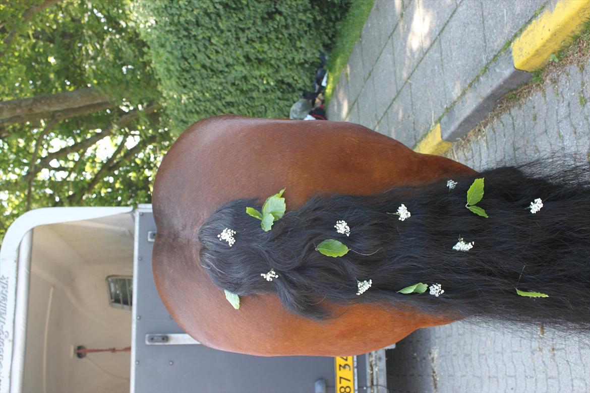 Belgier Stenholmgårds Jeppe billede 10