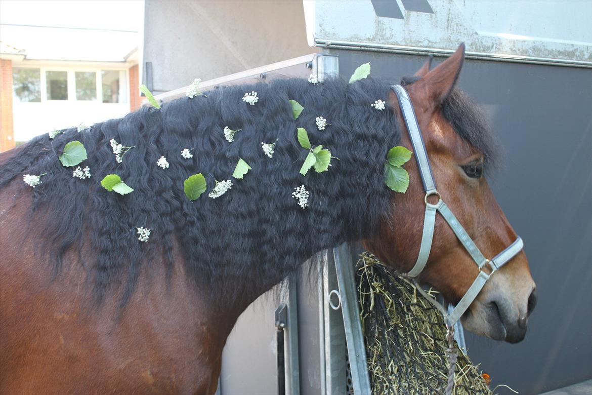 Belgier Stenholmgårds Jeppe billede 11