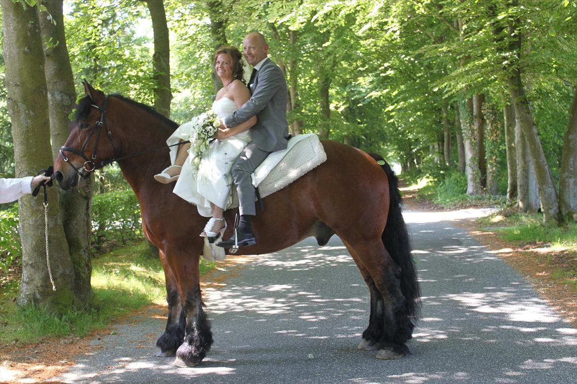 Belgier Stenholmgårds Jeppe billede 12
