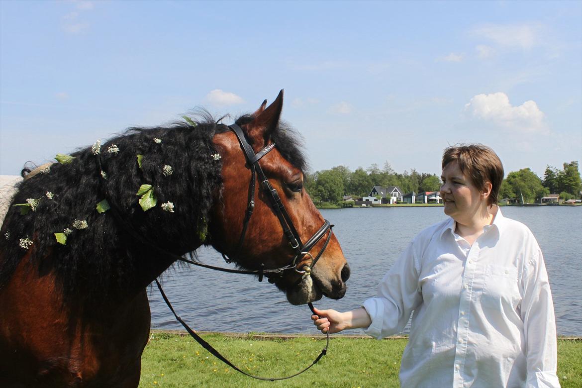 Belgier Stenholmgårds Jeppe billede 13