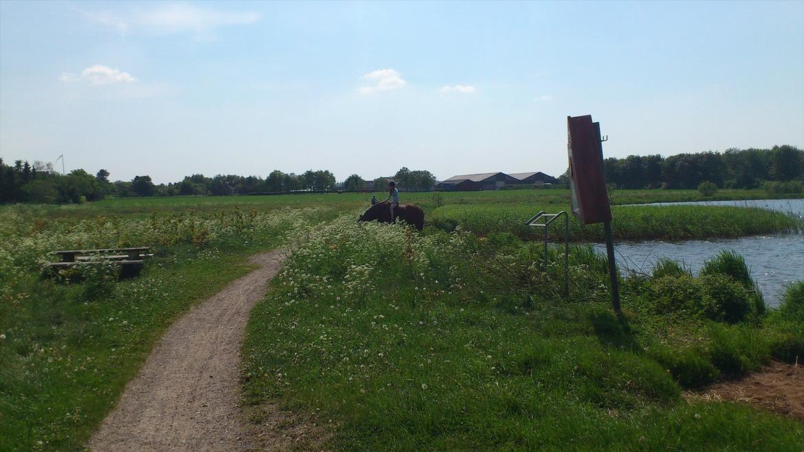 Belgier Stenholmgårds Jeppe billede 14