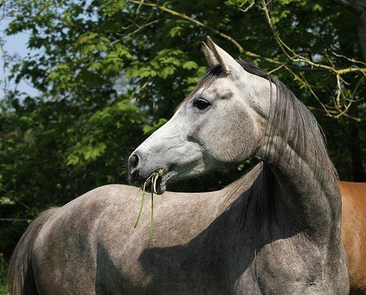 Arabisk fuldblod (OX) Shura C - SOLGT - billede 13