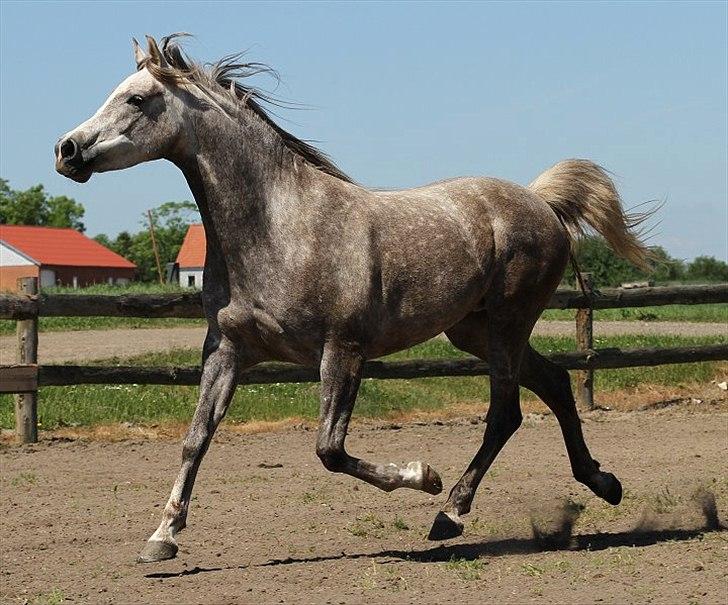 Arabisk fuldblod (OX) Sakina Zakaria - SOLGT - billede 8