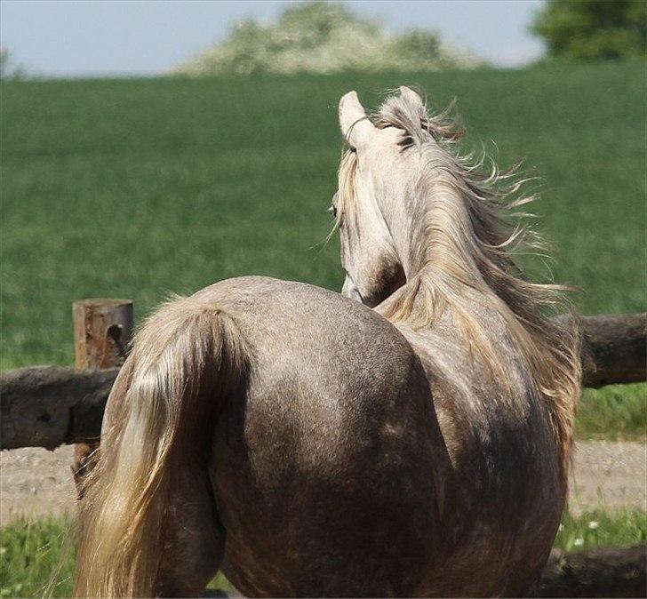 Arabisk fuldblod (OX) Sakina Zakaria - SOLGT - billede 9