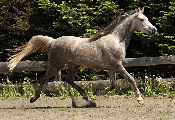 Arabisk fuldblod (OX) Sakina Zakaria - SOLGT - billede 10