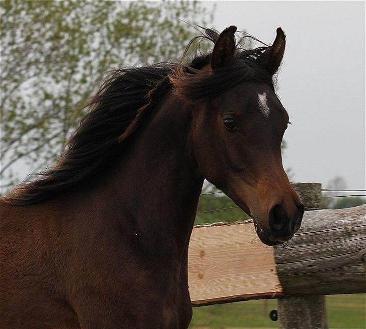 Arabisk fuldblod (OX) Amazing Grace D. - RESERVERET billede 17