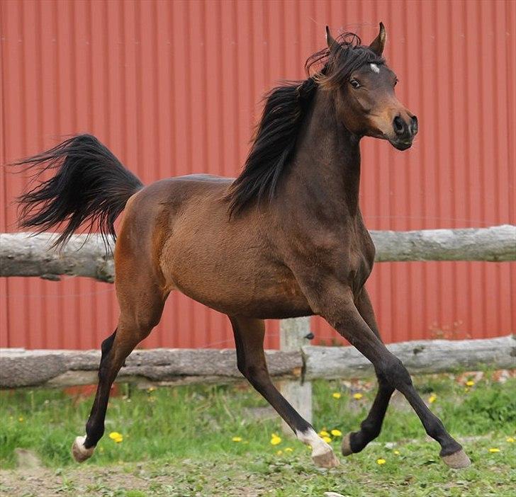 Arabisk fuldblod (OX) Amazing Grace D. - RESERVERET billede 19
