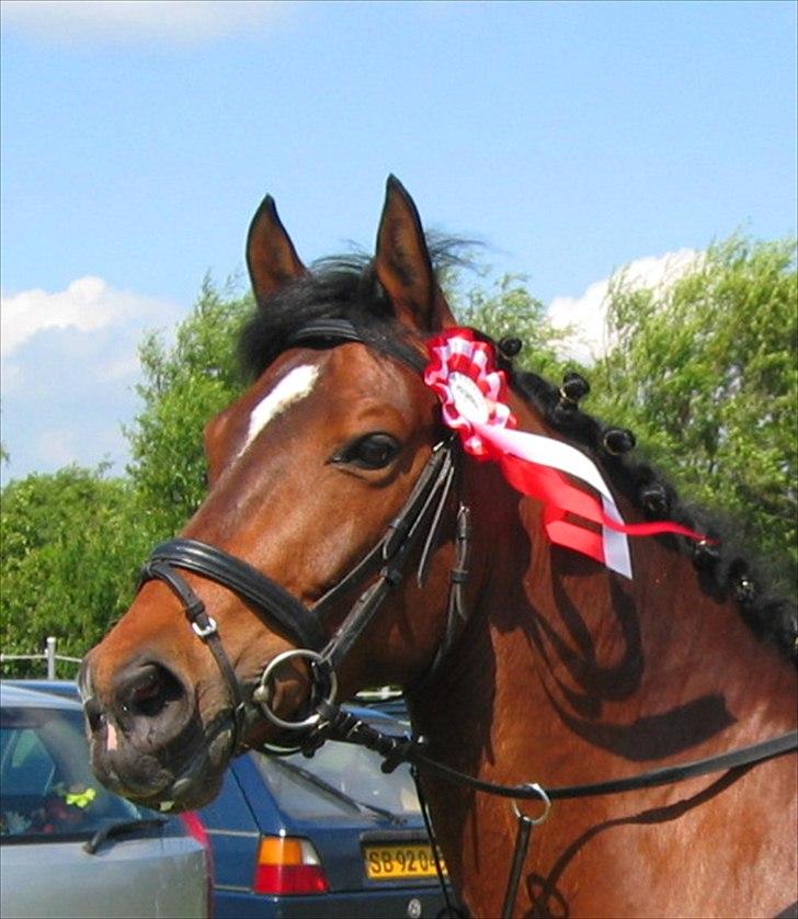 Anden særlig race Søvinds Zimba billede 1