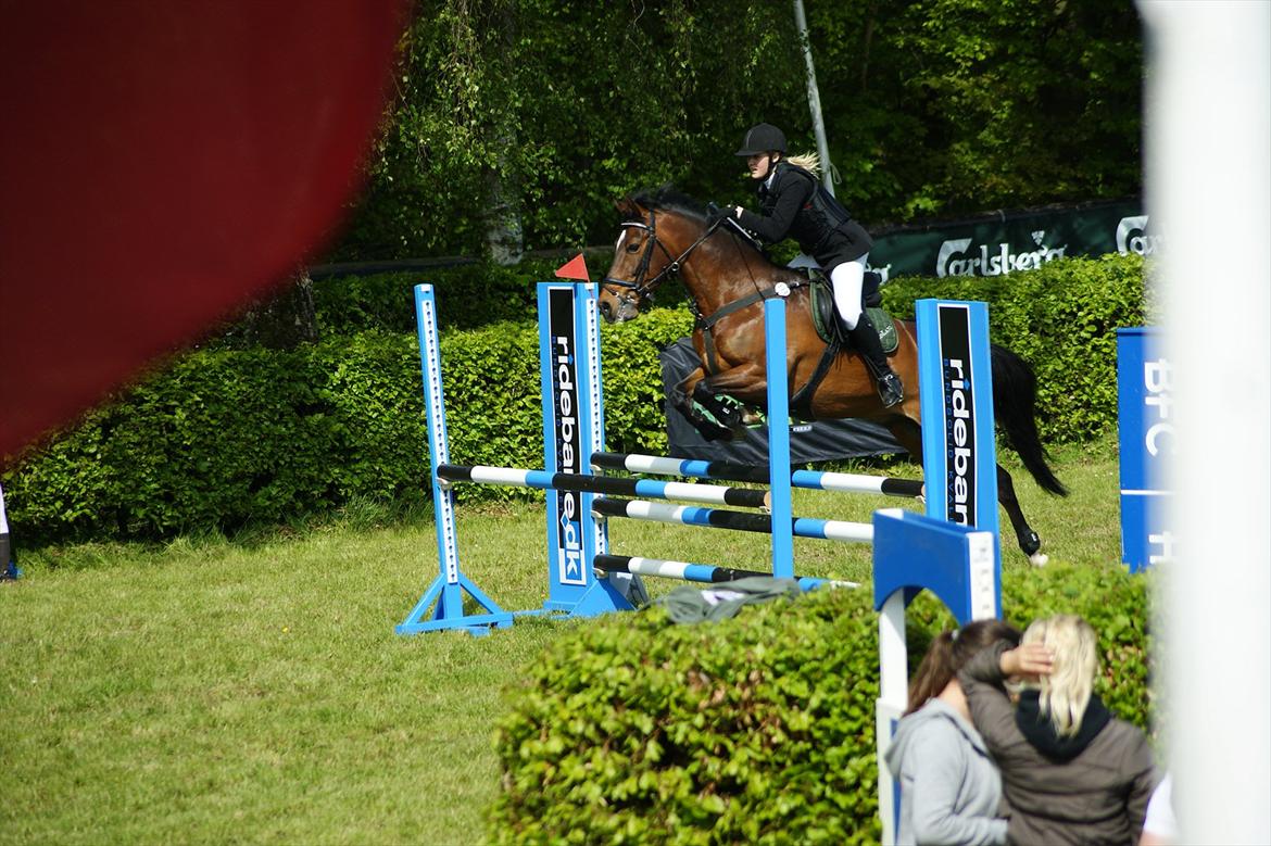 Anden særlig race Søvinds Zimba billede 4