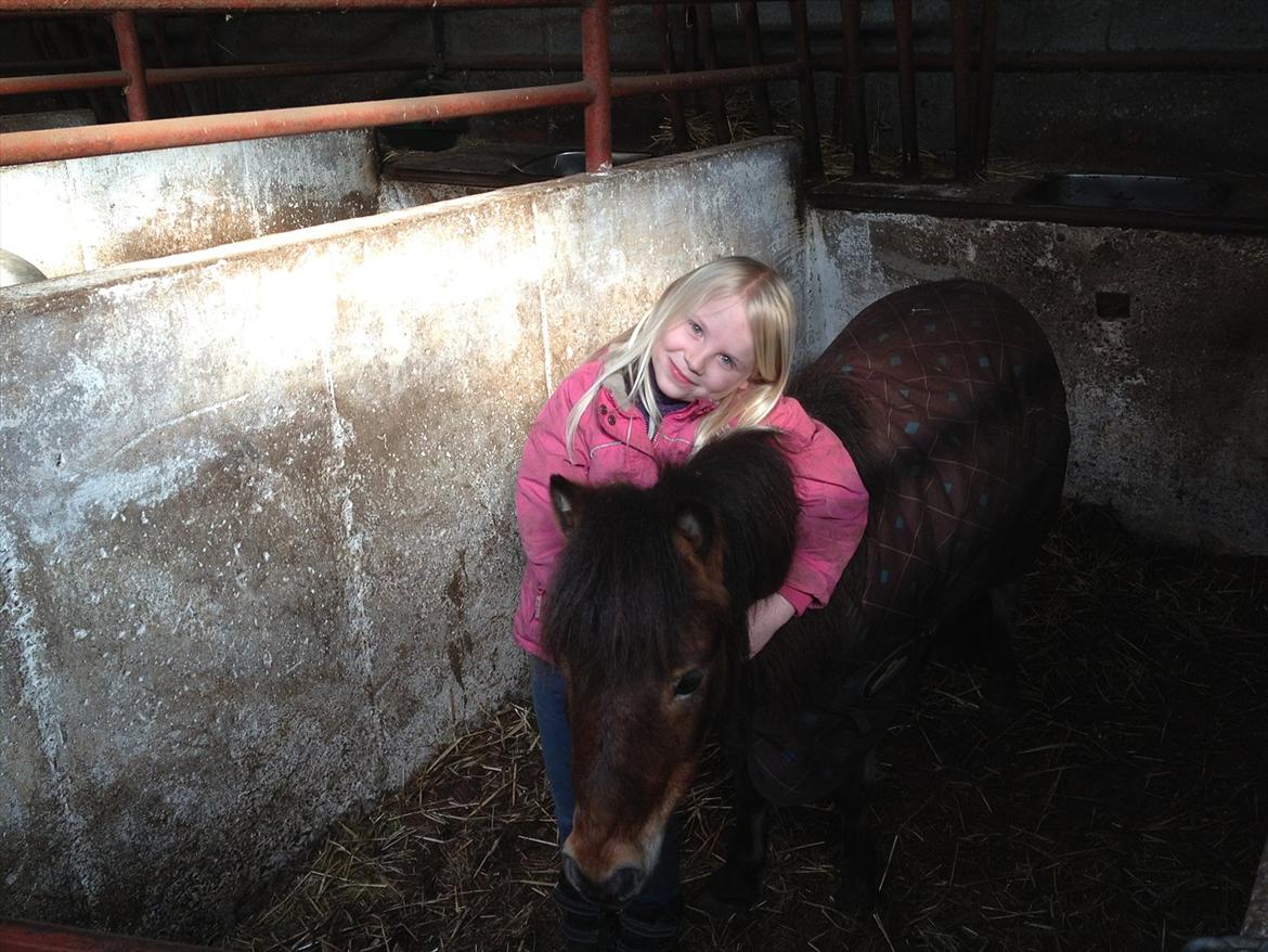 Shetlænder Felix (solgt) billede 20