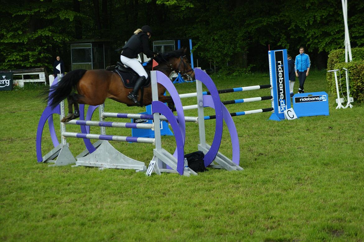 Anden særlig race Søvinds Zimba billede 5