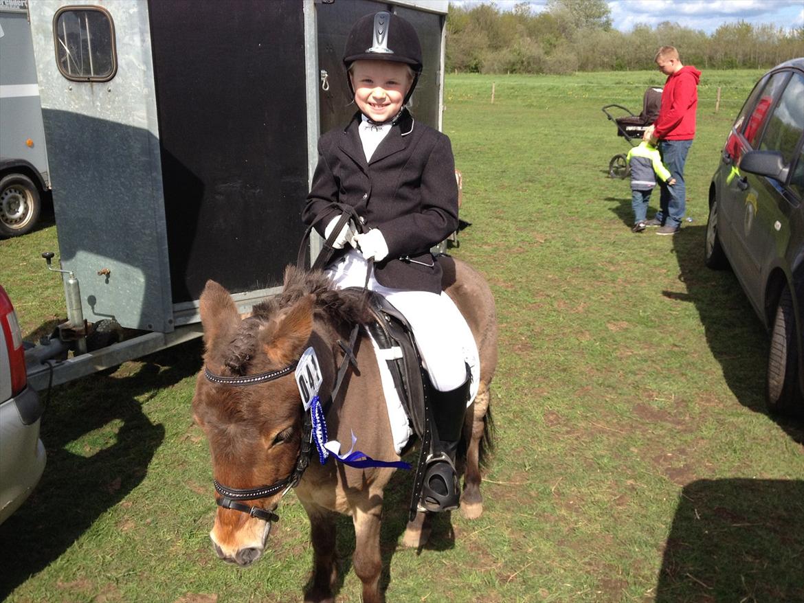 Shetlænder Felix (solgt) - Bolderslev rideklub 2012. Så blev de da lige nr 2 i lc1 og det var kun 2 gang de startede den klasse. Er super stolt af prinssesen og felix. billede 2